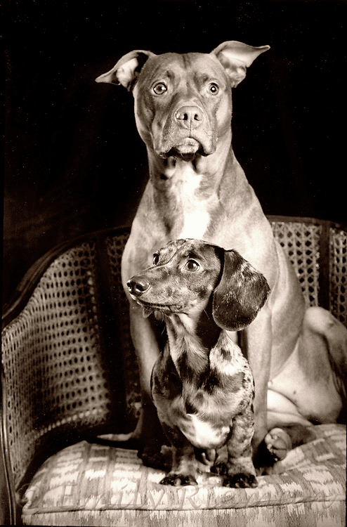 Pitbull and Dachshund Breeds