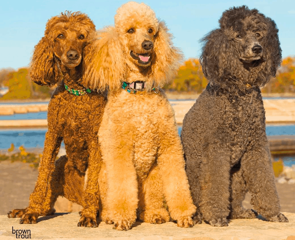 Poodle