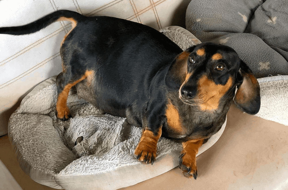 Signs of a Pregnant Dachshund