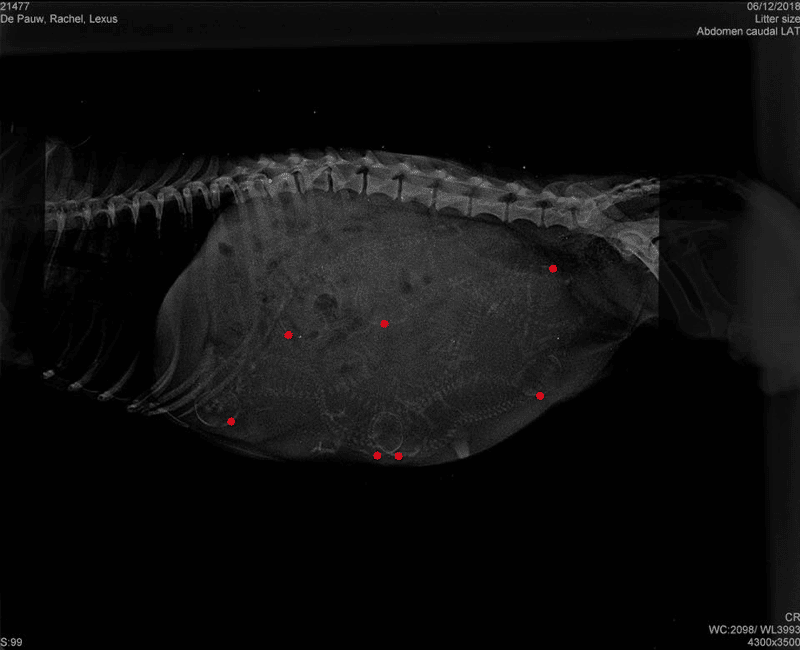 Pregnant Dachshund Has an Ultrasound Before Birth