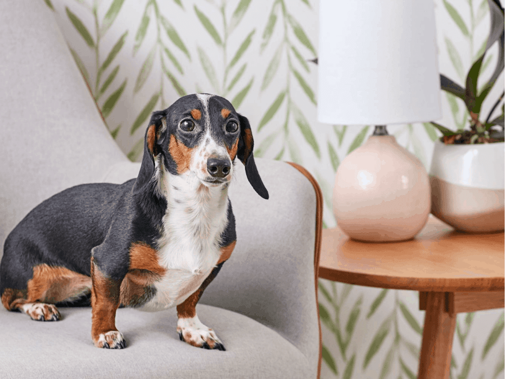 Top 20 Essential Accessories for New Dachshund
