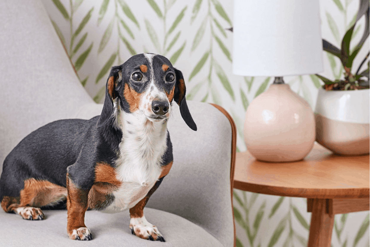 Products for Dachshund