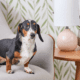 Products for Dachshund