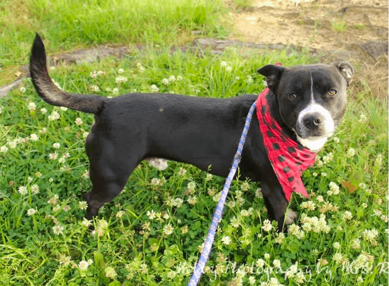 Training Pitbull Dachshund Mix