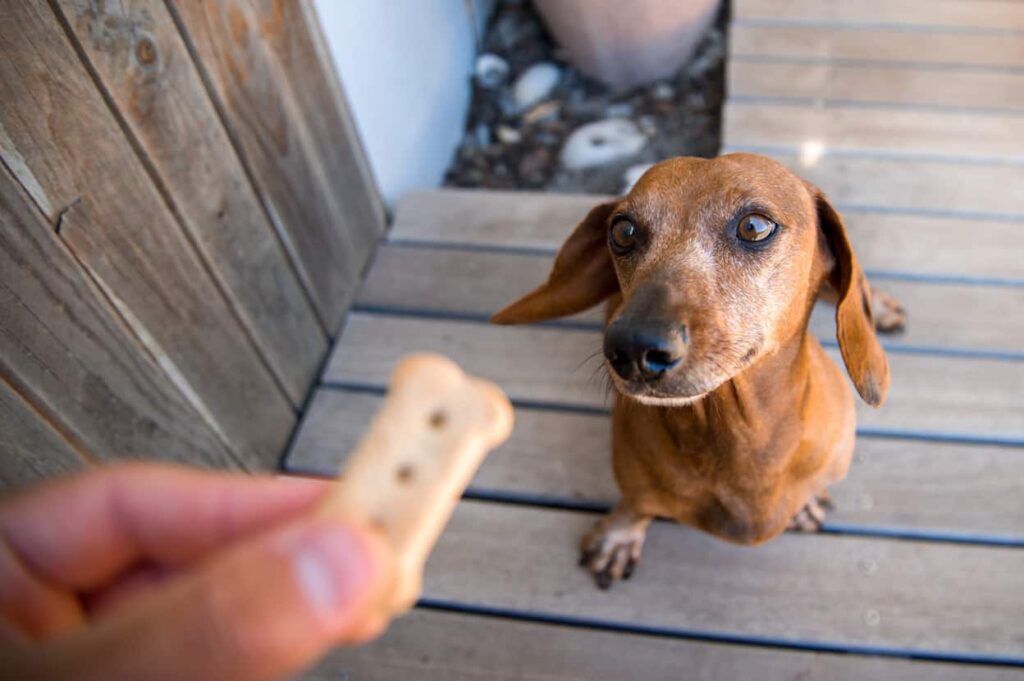 Training adult dachshund