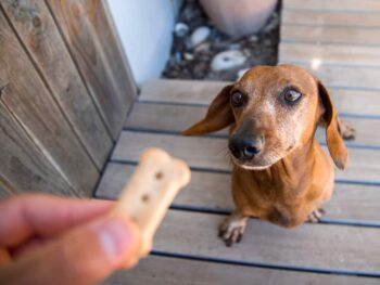 Training adult dachshund