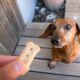 Training adult dachshund