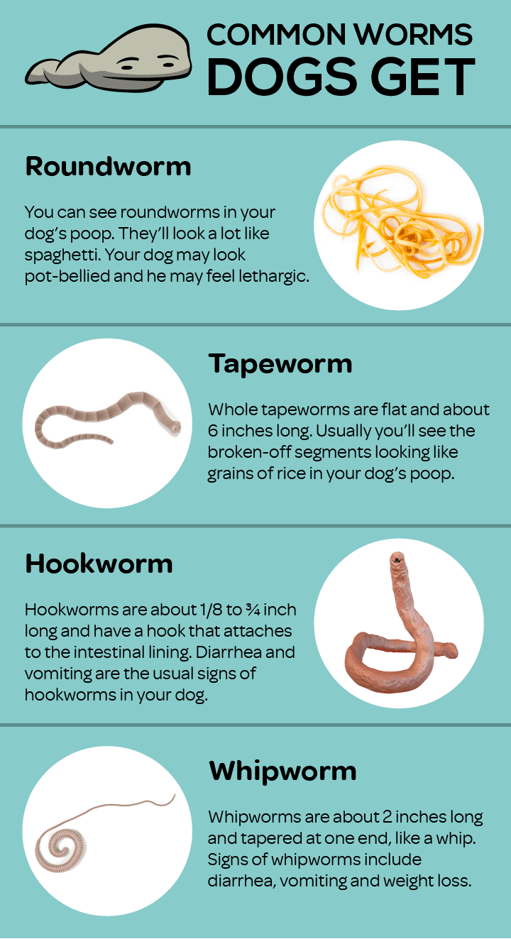 Type of Worms in Dachshunds