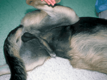 acanthosis nigricans in dogs