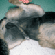 acanthosis nigricans in dogs