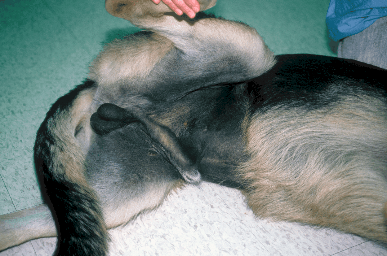 acanthosis nigricans in dogs