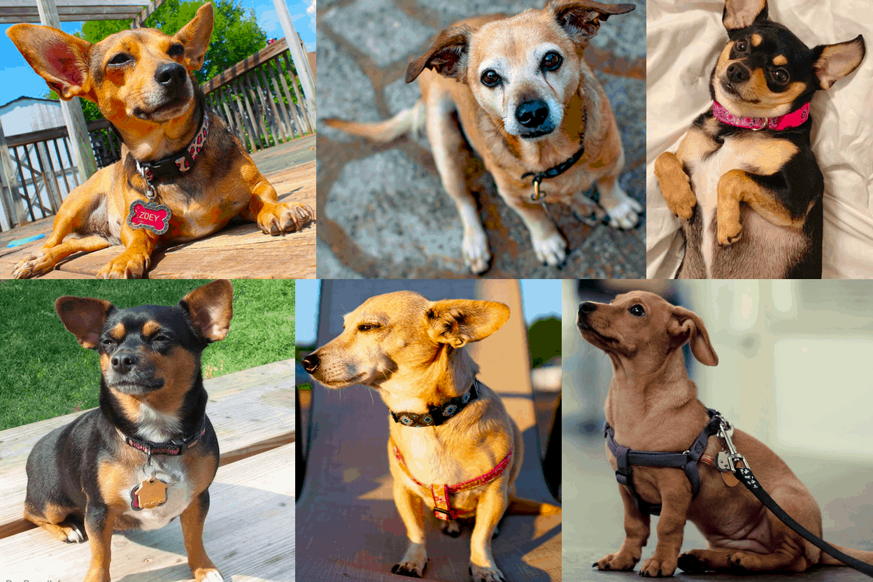 chihuahua weiner dog mix