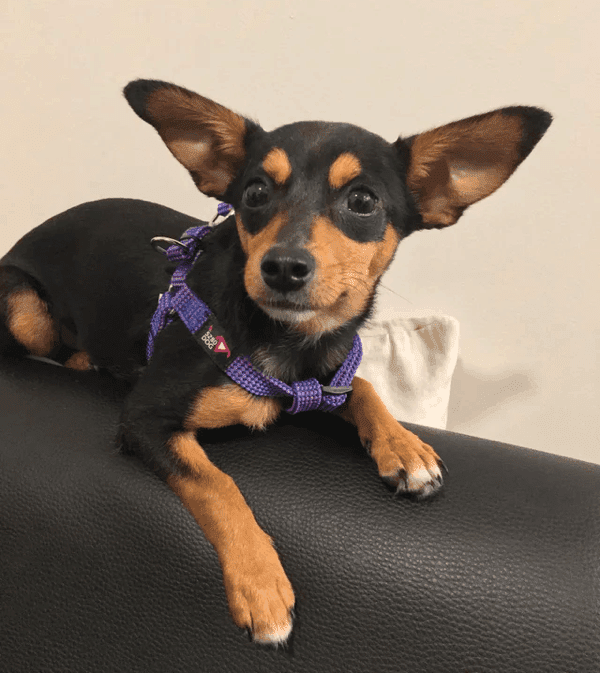 chihuahua wiener dog mix