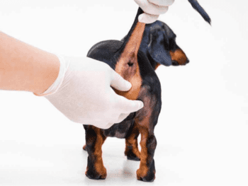 dachshund anal glands