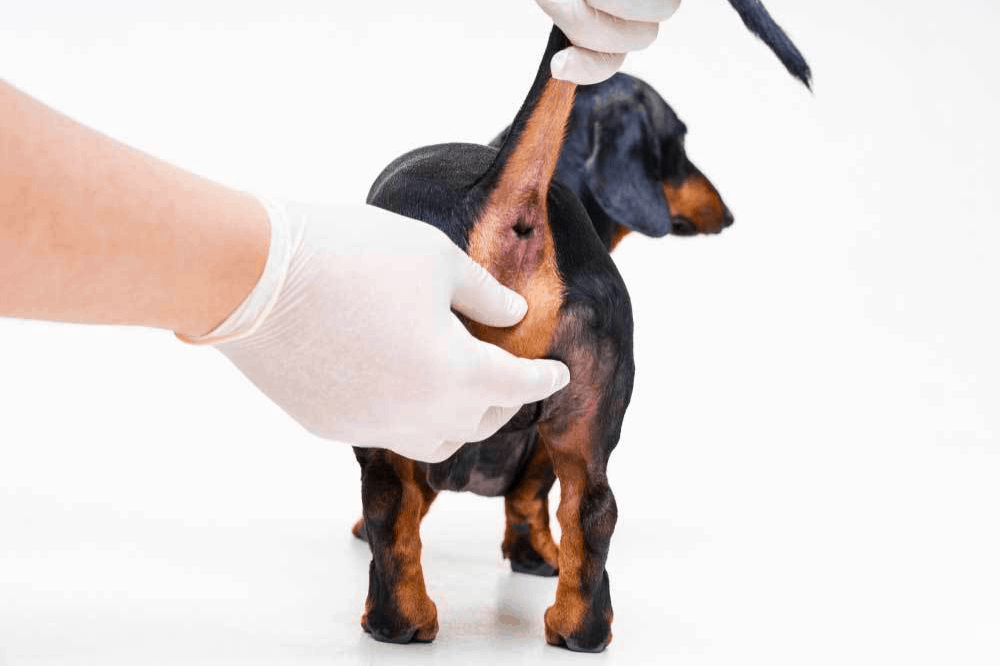dachshund anal glands