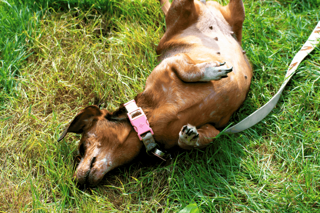 dachshund rolling on the yard