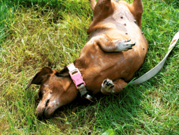 dachshund rolling on the yard