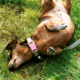 dachshund rolling on the yard
