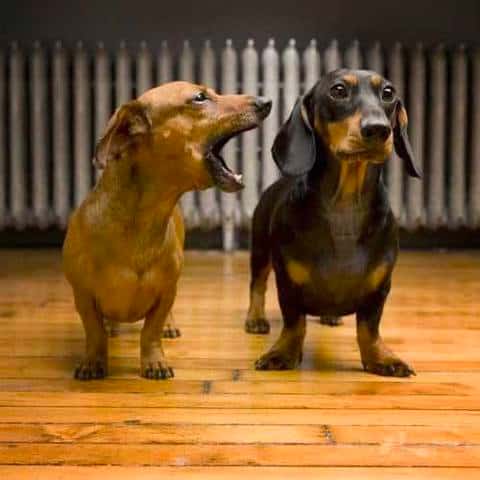 dachshunds talk with each other