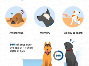 dog cognitive dysfunction