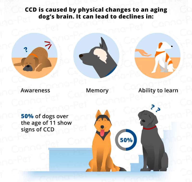 dog cognitive dysfunction