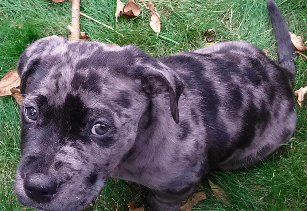 grey pitbull and dappled dachshund mix
