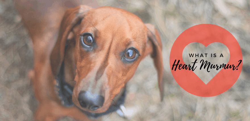 heart murmurs in dachshund