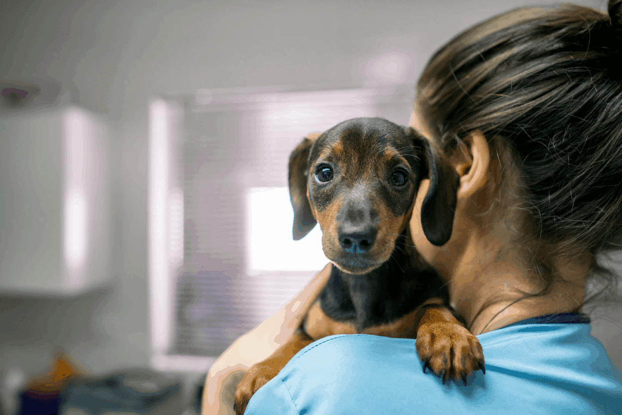 heartworms in dachshund