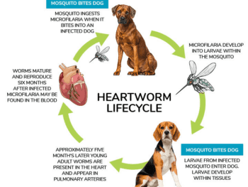 heartworms life cycle