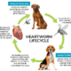 heartworms life cycle