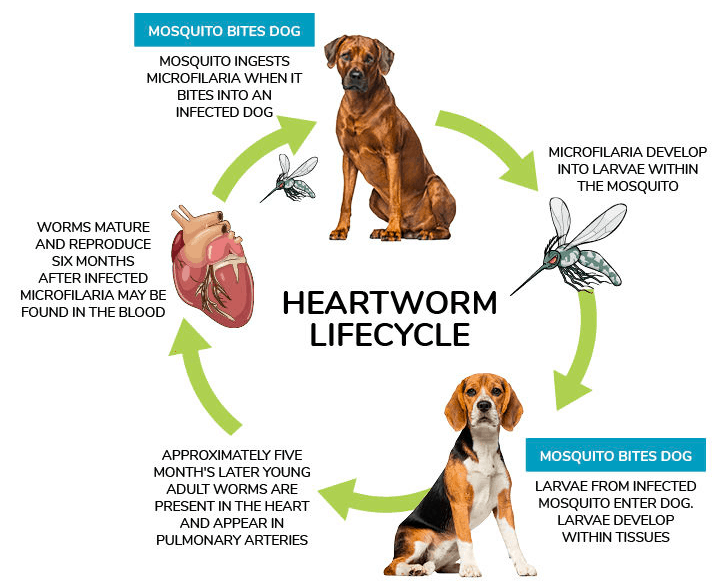 heartworms life cycle