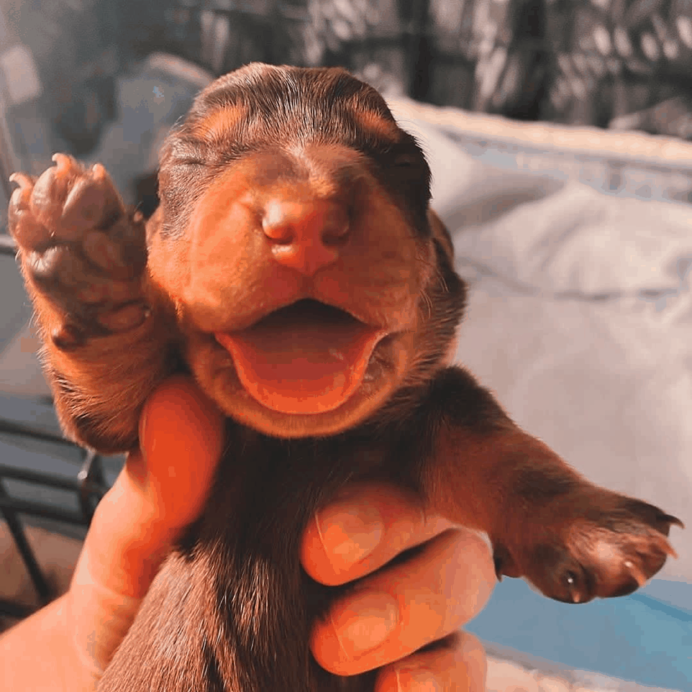 newborn dachshund puppy