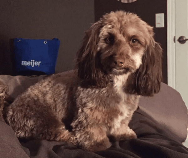 poodle dachshund mix