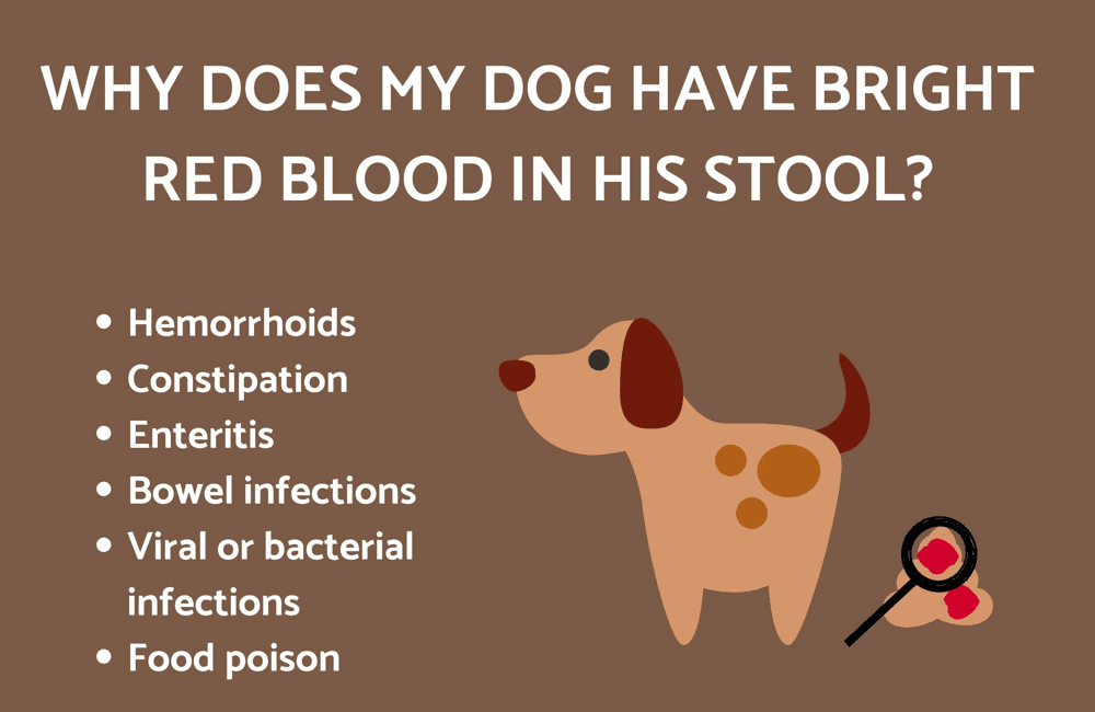 red blood in the dog feces