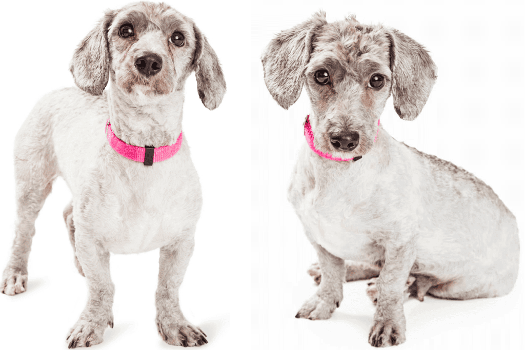 doxiepoo - dachshund poodle mix