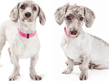 doxiepoo - dachshund poodle mix