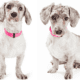 doxiepoo - dachshund poodle mix