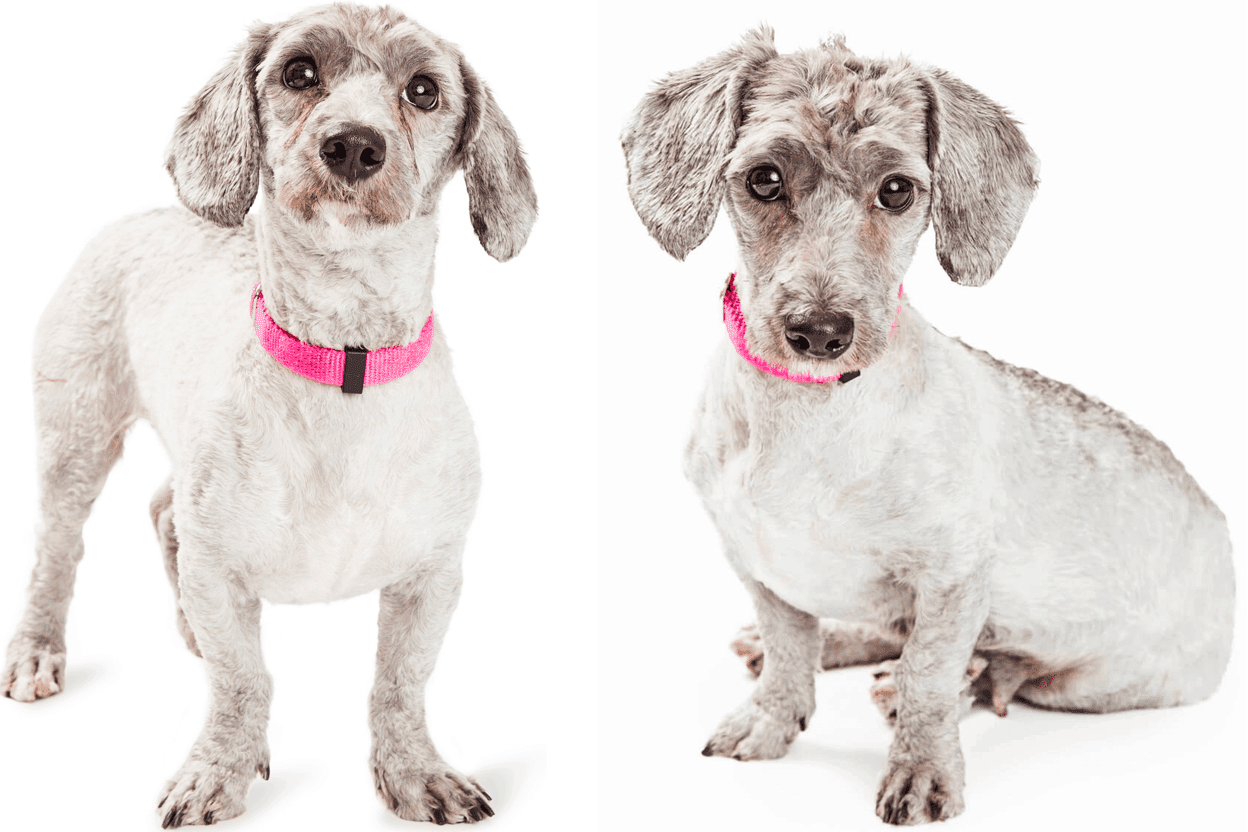 Doxiepoo = Poodle + Dachshund