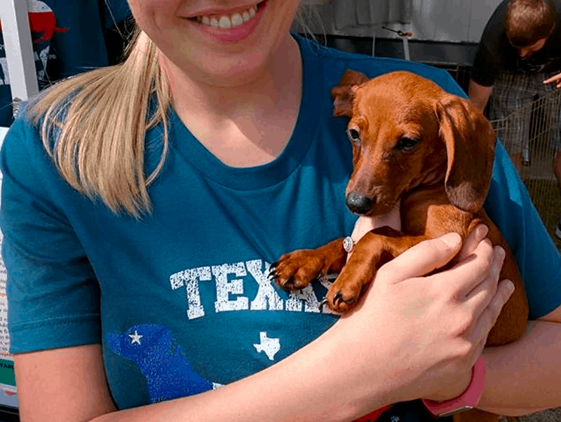 Adopt a dachshund