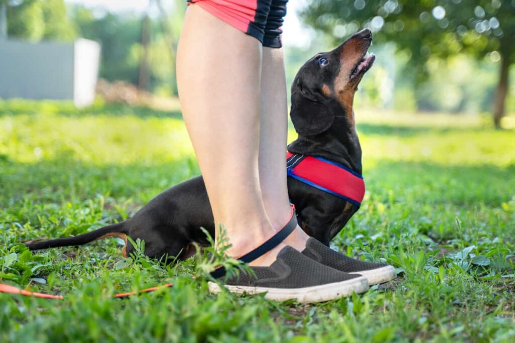 Are Dachshunds Easy to Train