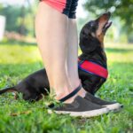 How to Train Your Dachshund: Basic Tips to Advanced Methods