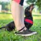 Are Dachshunds Easy to Train