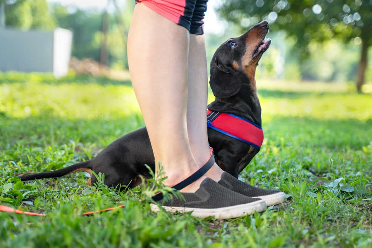 Are Dachshunds Easy to Train