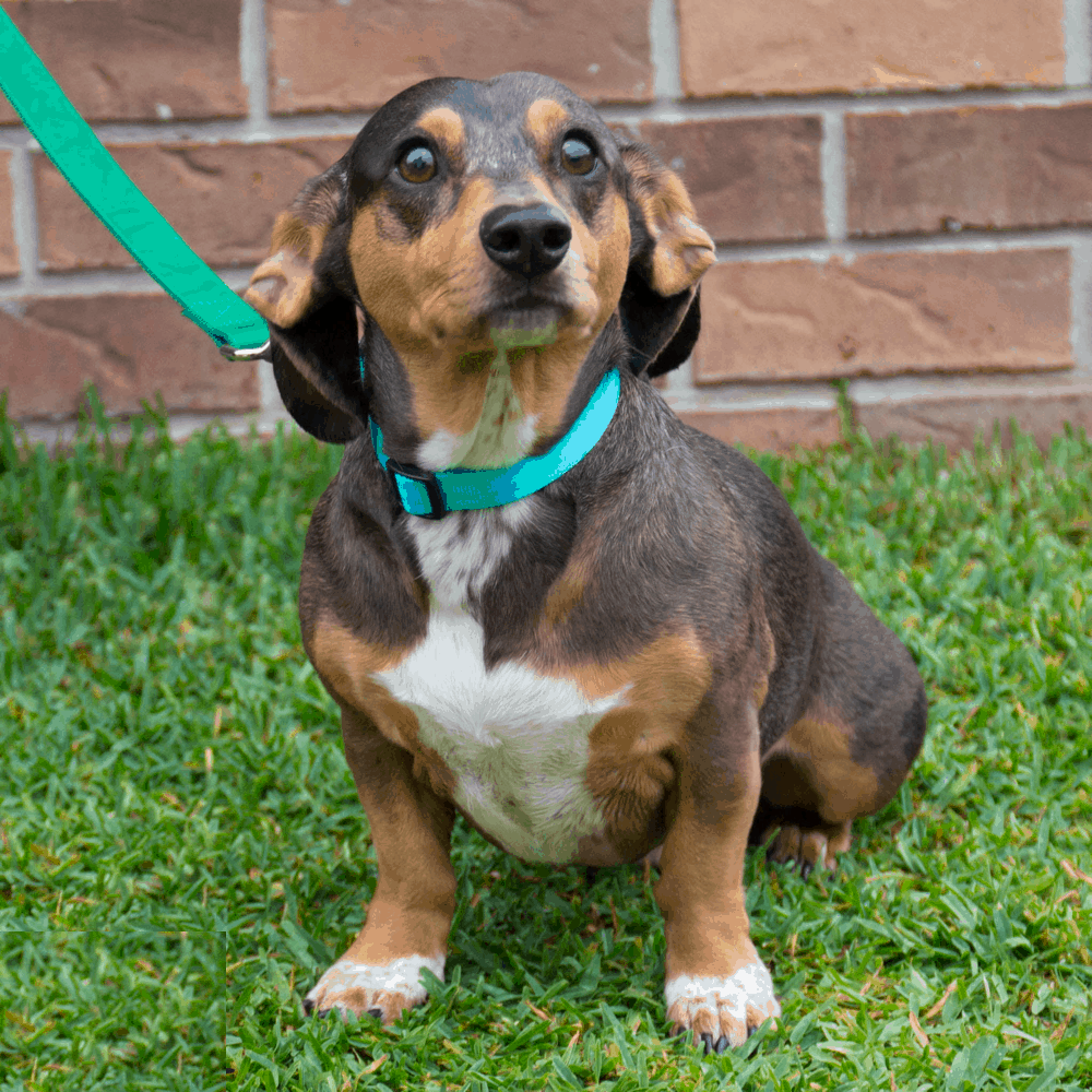 Beagle Dachshund Mix