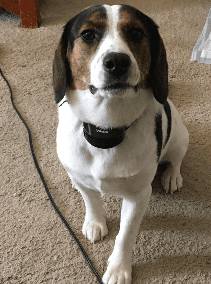 full grown beagle dachshund mix