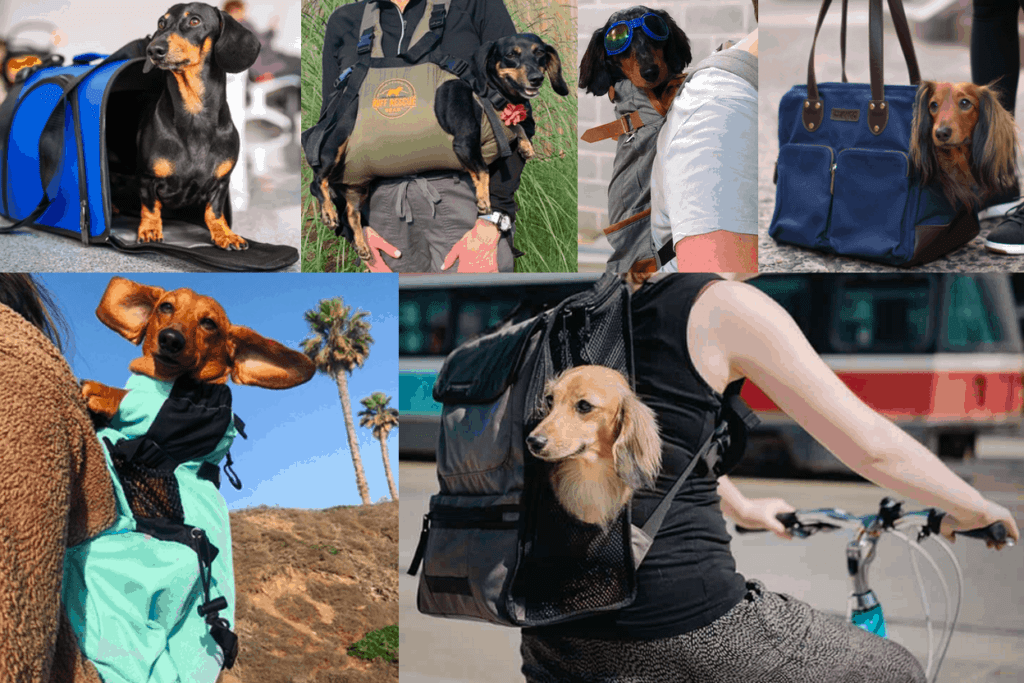 Best Dachshund Carriers and Backpacks