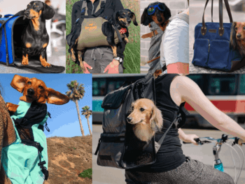 Best Dachshund Carriers and Backpacks