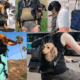 Best Dachshund Carriers and Backpacks
