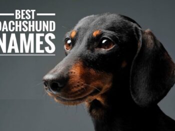 Best Dachshund Names