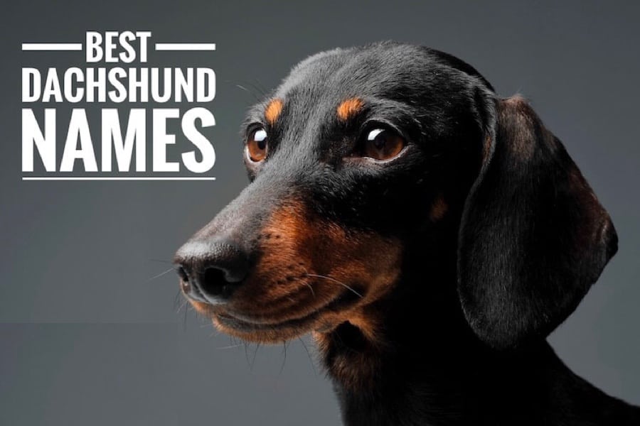 Best Dachshund Names